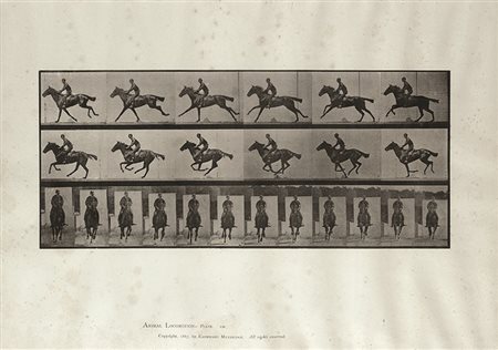 EADWEARD MUYBRIDGE (1830 - 1904) Animal Locomotion Plate n° 631 1887 Calotipo...