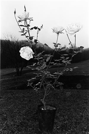 LEE FRIEDLANDER (1934)Putney, Vermont, della serie Flowers and Trees...