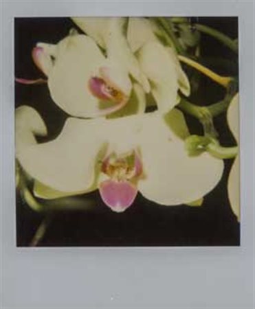 NOBUYOSHI ARAKI (1940) Senza titolo Set di tre fotografie Polaroid 10,7 x 9...