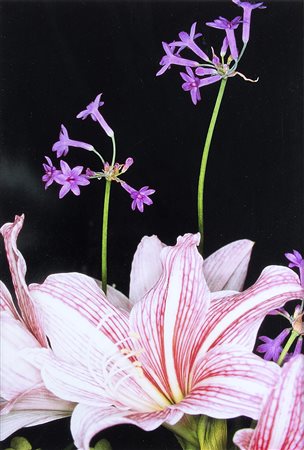 Nobuyoshi Araki (1940) Senza titolo (dalla serie Flowers), anni 2000 Vintage...