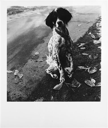 Issei Suda (1940 0)Dog 1970 ca.Stampa fotografica vintage alla gelatina sali...
