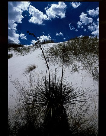 Lucien Clergue (1934 - 2015)Yuccas, White Sands 1985Stampa fotografica...