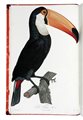 Levaillant François, Histoire naturelle des oiseaux de paradis et des rolliers, suivie de celle des Toucans et des Barbus. Tome premier (-second). Paris: Denné le jeune et Perlet, 1806.