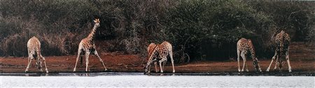 EDOARDO MIOLA, "The lookout" (le giraffe), anni 2000