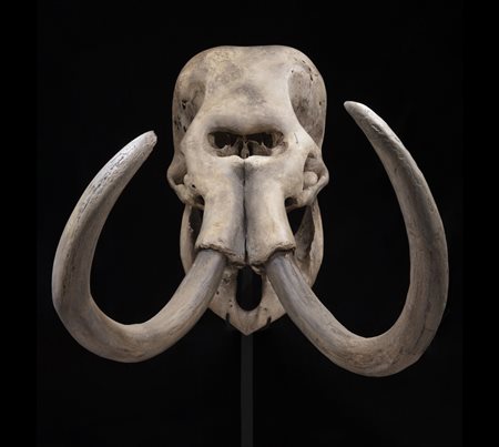 Mammut lanoso (Mammuthus primigenius)
Cranio con zanne, circa 45.000 anni, Europa orientale