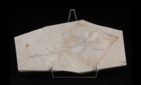 Razza (Rajorhina expansa)
Impronta cartilaginea, circa 93-99,6 milioni di anni, Libano