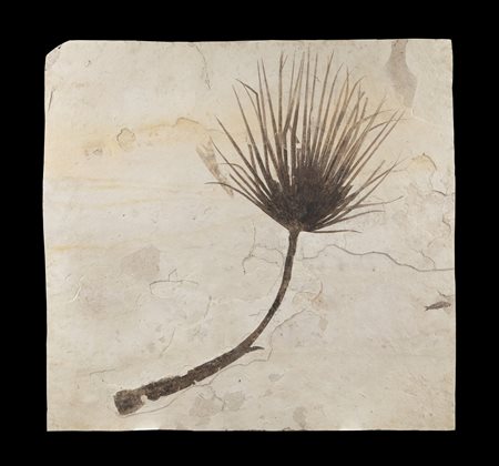 Palma fossile (Sabalites sp.)
Impronta in lastra, circa 48,5-53,5 milioni di anni, Stati Uniti