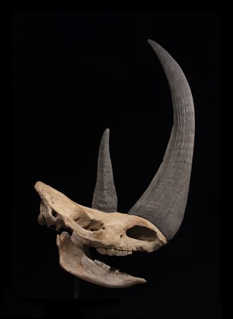 Rinoceronte lanoso (Coelodonta antiquitatis)
Cranio, 45.000 anni, Europa orientale