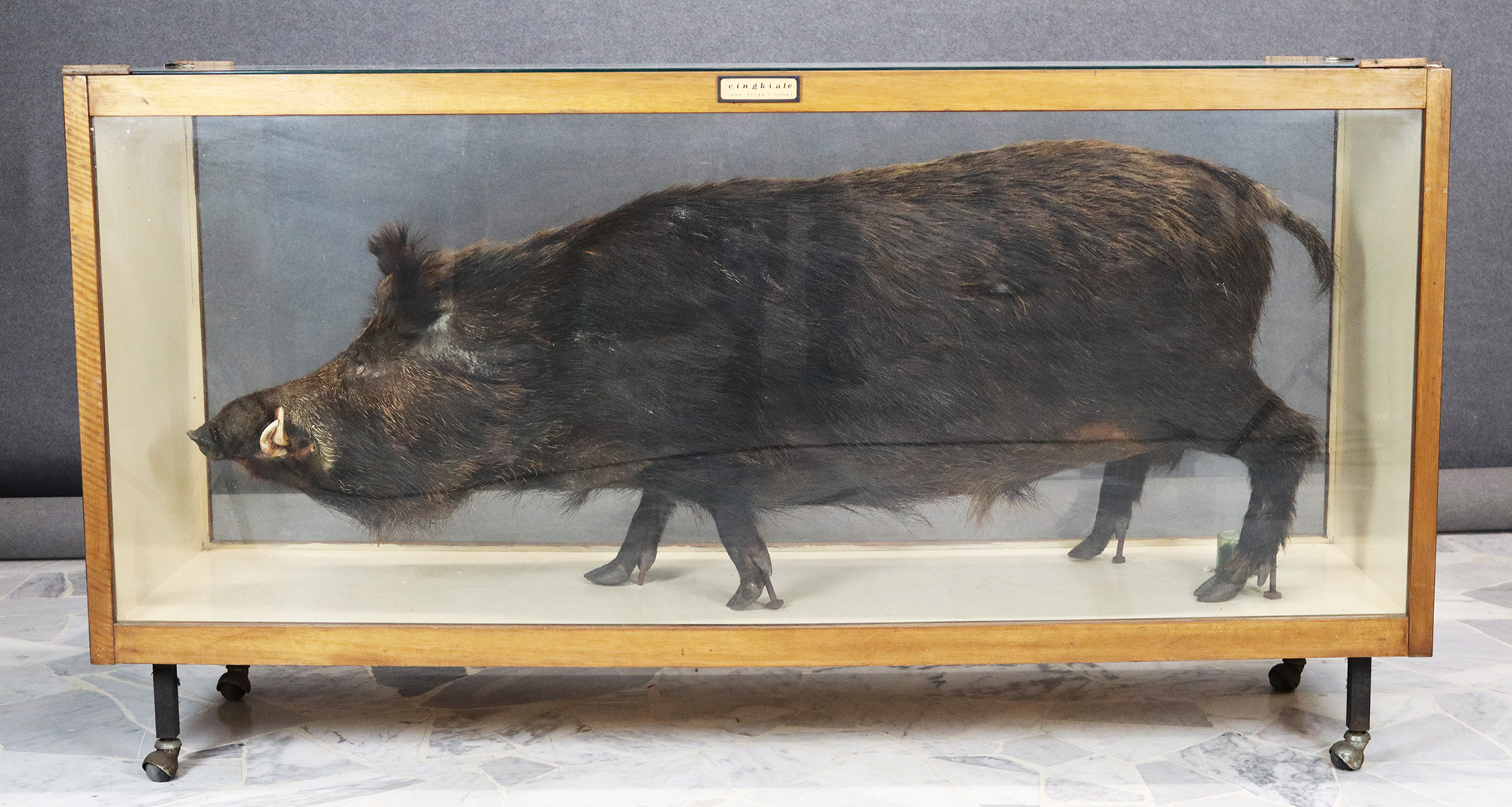 Stuffed boar in a display case VISCONTEA