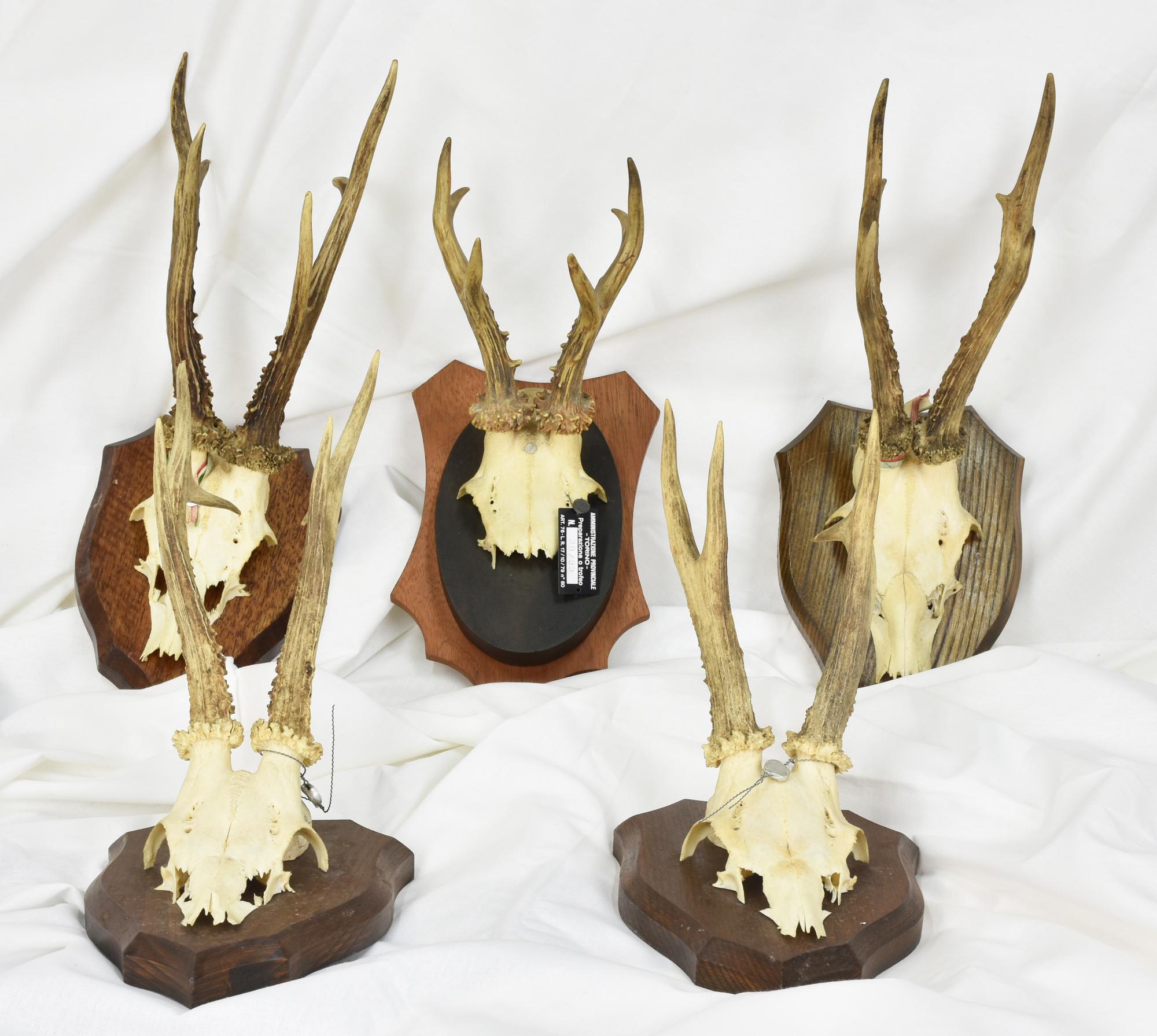 GTK Corna & Trofei In Legno Di Corno 1 X Scudo Cinghiale Trofeo