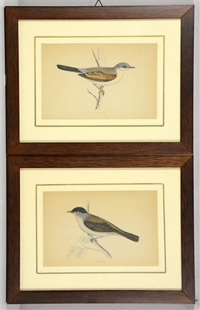 Coppia di stampe a colori raffiguranti uccelli su rami in cornici
