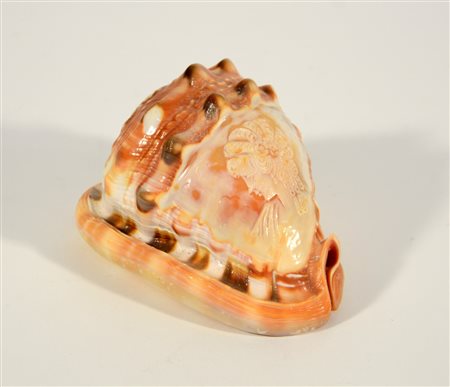 Conchiglia intagliata a cammeo con volto femminile (cm 14)