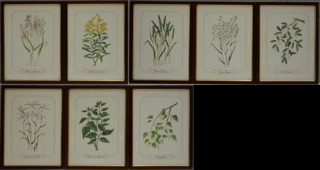 Gruppo di otto riproduzioni a colori raffiguranti piante. In cornici
