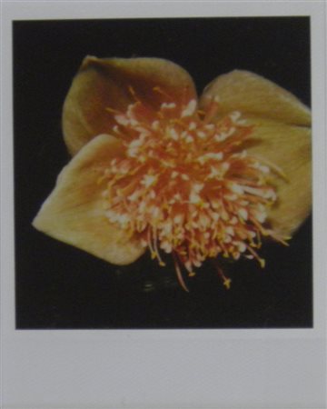 ARAKI NOBUYOSHI Tokio 1940 SENZA TITOLO FOTOGRAFIA cm 11 x 9 Firma al retro