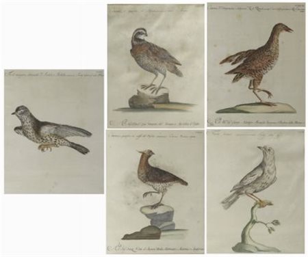 Xaverio Manetti (1723 - 1784) UCCELLI cinque stampe colorate a mano in...