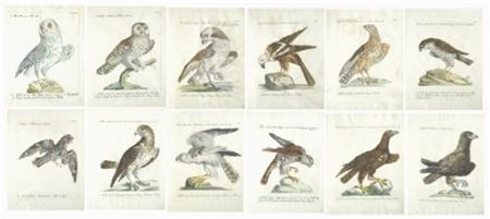 Xaverio Manetti (1723 - 1784) CIVETTE E RAPACI dodici stampe colorate a mano,...
