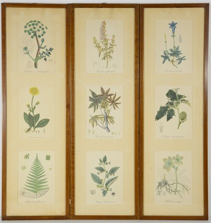 Lotto composto da nove stampe a colori, raffigurante piante in tre cornici.