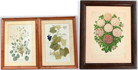 Coppia di antiche incisioni acquerellate a soggetto botanico (battuta cm...