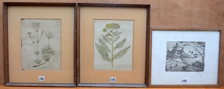 Lotto composto da due stampe a colori raffiguranti piante e un'acquaforte...