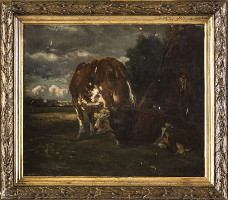 Mucche a riposo, olio su tela cm 43x52