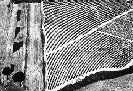 MARIO GIACOMELLI (1925 - 2000) Presa di coscienza sulla natura Stampa in...