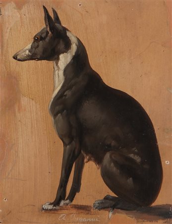 GUERILLOT INGANNI AMANZIA (1828 - 1905) Levriero. Olio su cartoncino. Cm...