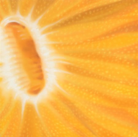 Danny VESCOVI Milano 1969 Senza titolo, 2000 olio su tela oil on canvas cm...