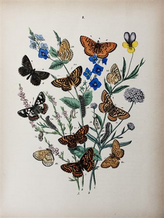 Kirby William Forsell,&nbsp;European Butterflies and Moths. With 61 coloured...