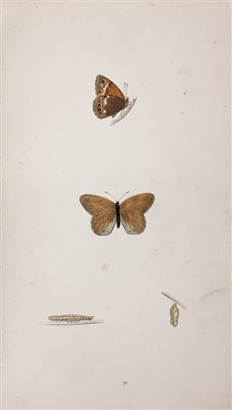 Morris Francis Orpen,&nbsp;A History of British Butterflies [...]. With...