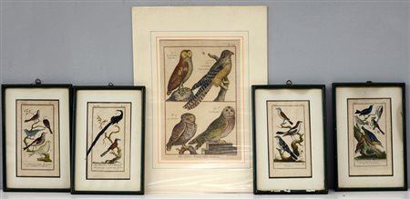 Gruppo di otto incisioni a colori raffiguranti volatili (cm 10x7) Sec. XIX...