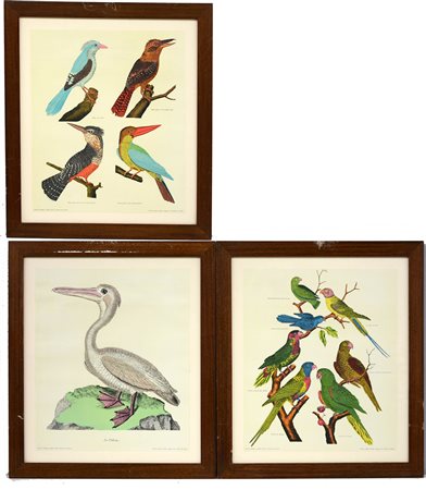 Gruppo di sei riproduzioni a colori raffiguranti volatili, in cornici (difetti)