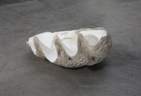 Grande conchiglia (cm 80x25)