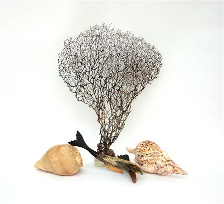 Lotto composto da due conchiglie, un pesce in osso e una madrepora (difetti)