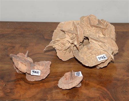 Gruppo di tre rose del deserto