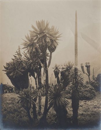 SELLA VITTORIO (1859-1943) Senecios, Johnstoni e Lobelie sui declivi del...