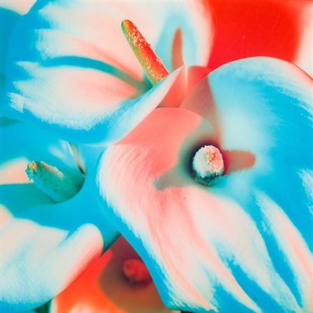 Laura Viale, Calla n. 7 - Turchese rosso, 2001 stampa fotografica sotto...