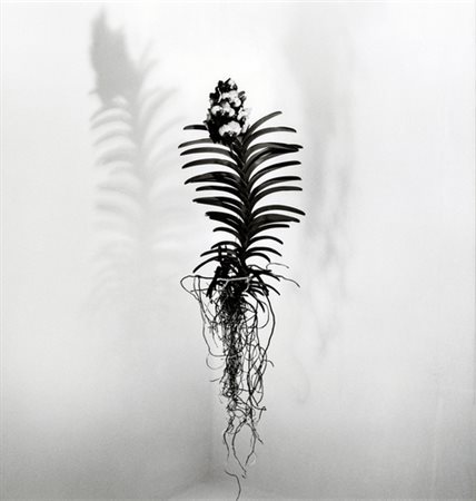 Dino Pedriali, ORCHIDEA GEPPI Fotografia, cm 61,5x60,5Opera eseguita nel...