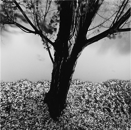 MICHAEL KENNA (1953) River Willow, Study 2, Strasbourg, France, 1993 Stampa...