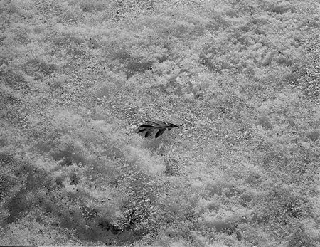 HARRY CALLAHAN (1912 - 1999) Detroit, 1942 Stampa successiva alla gelatina ai...