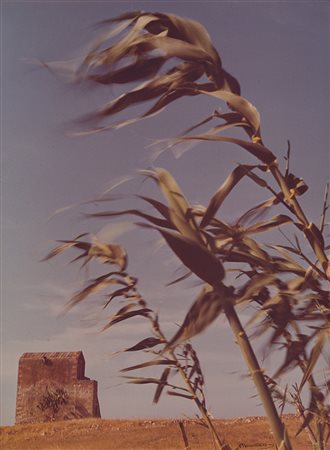 RICCARDO MONCALVO (1916 - 2008) Canne al vento, Vieste, 1974 Vintage C-print...