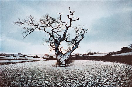 FRANK HORVAT (1928) Arbre et champs sous la neige, dalla serie 'Portraits of...