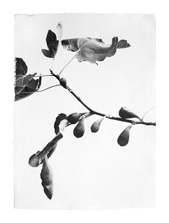 PIERPAOLO DE BONA (1964) Fico, 2016 Stampa ai sali d'argento su carta cotone...