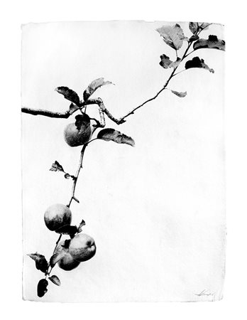 PIERPAOLO DE BONA (1964) Melo, 2016 Stampa alla gelatina ai sali d'argento su...