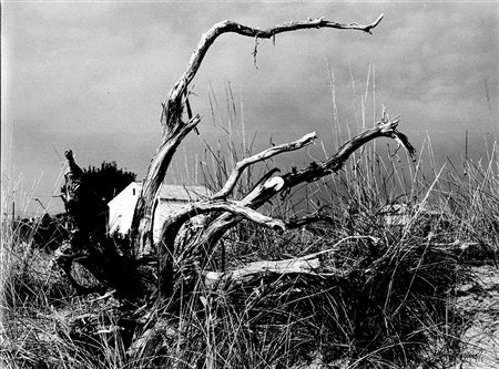 MARIO GIACOMELLI (1925 - 2000) La casa e l'albero, 1956 Stampa successiva...