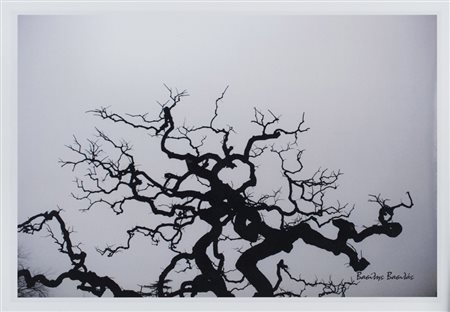 VASILEIOS VASILAS (Corfu 1952) Albero Anziano Coppia di stampe fotografiche,...