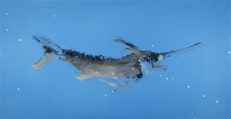 Massimo Barzagli (Marradi (Fi) 1960 ) La spinta di marea, 1993 Smalti su tela...