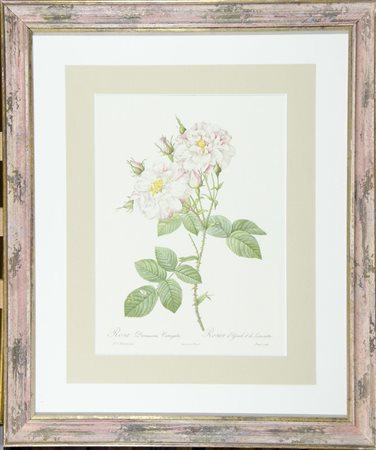 Lotto di 2 stampe a colori raffiguranti Rosa centifolia mutabilis e Rosa...