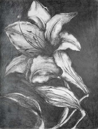 GIOVANNI TESTORI (1923 - 1993) Gigli 1976 Disegno su carta 90 x 69 cm Dedica,...