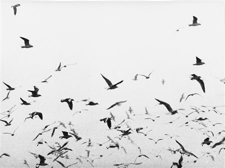 Mario Giacomelli (Senigallia 1925 - Senigallia 2000)Gabbiani 1980 ca.Stampa...