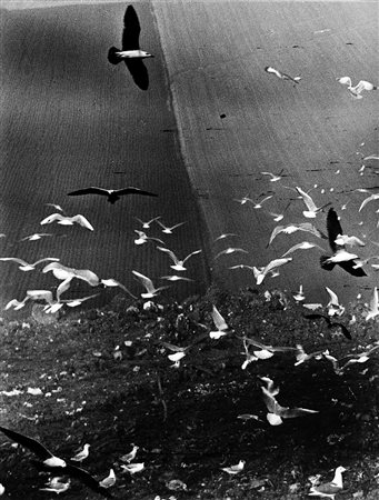 Mario Giacomelli (Senigallia 1925 - Senigallia 2000)Gabbiani 1980 ca.Stampa...